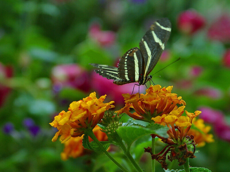 Butterfly on orange flower