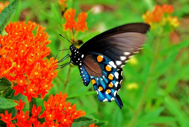 butterfly on orange flower