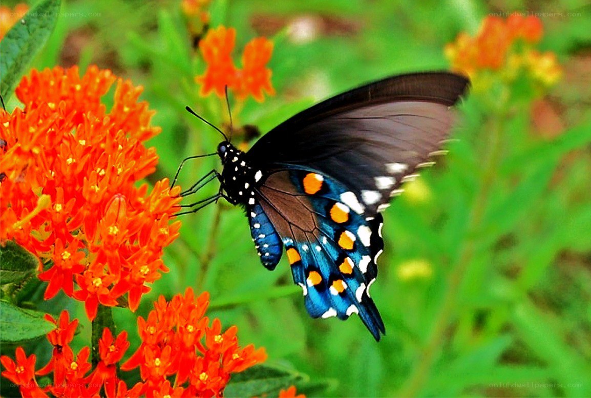 butterfly on orange flower