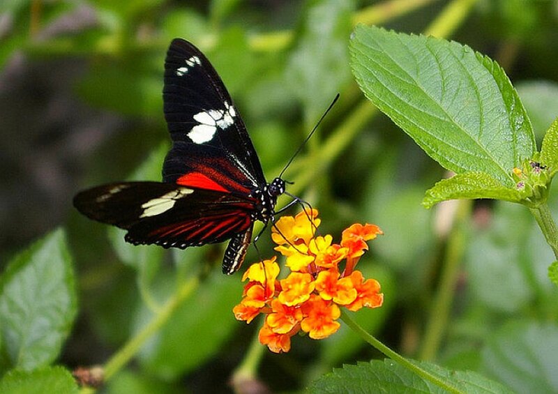 Butterfly on orange flower