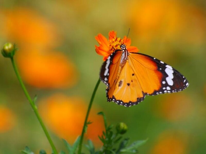 butterfly on orange flower
