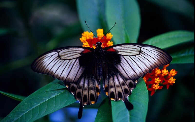 Butterfly on orange flower