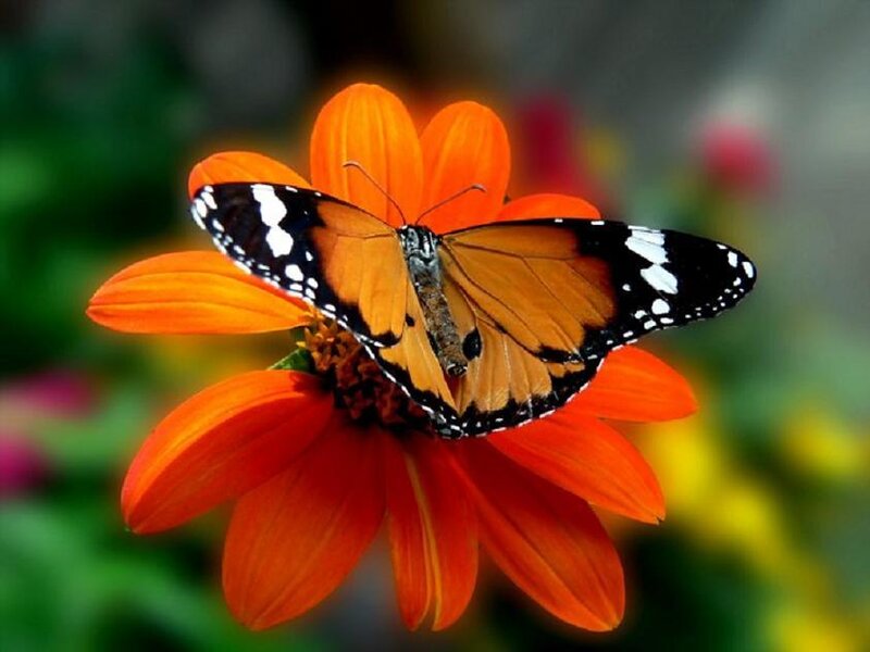 butterfly on orange flower