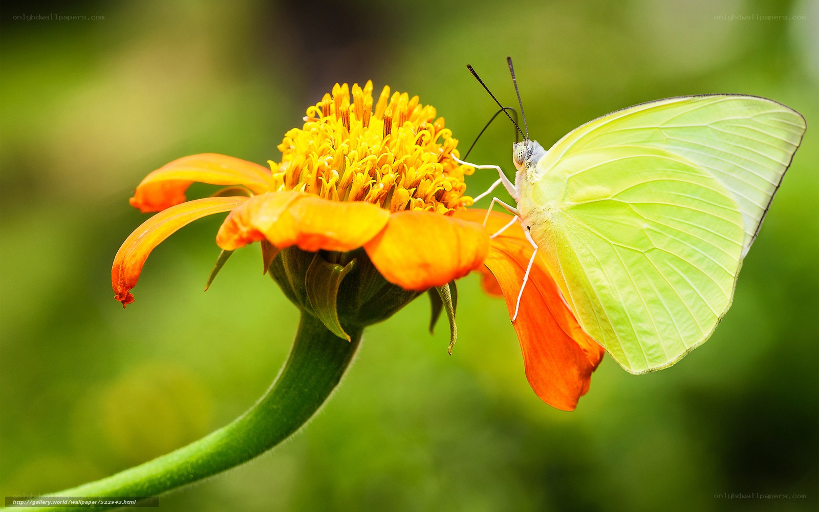 butterfly on orange flower