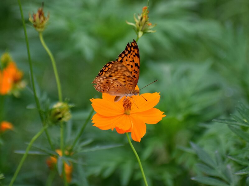 Butterfly on orange flower