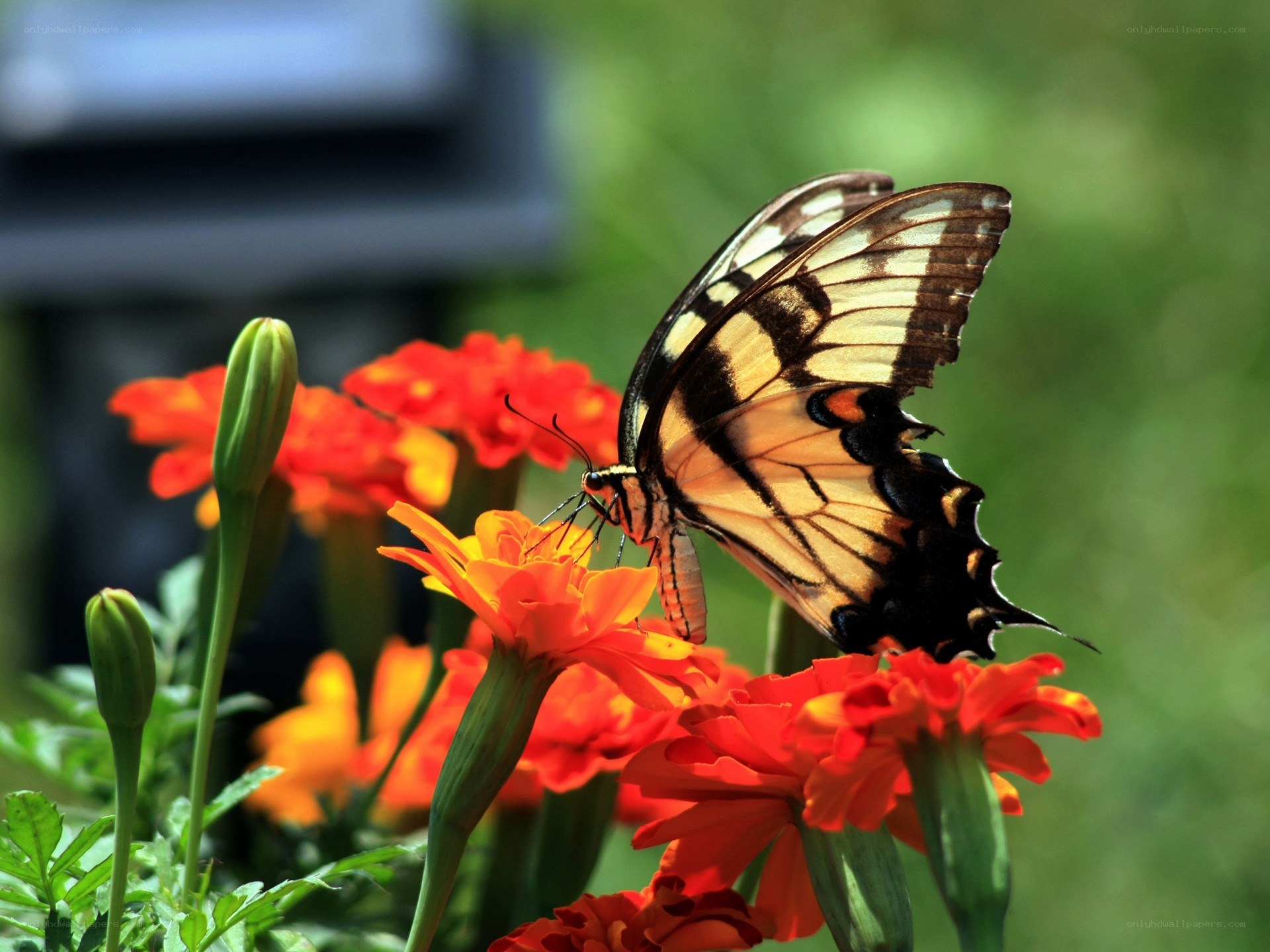 Butterfly on orange flower