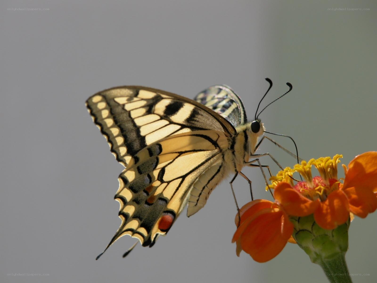 butterfly on orange flower