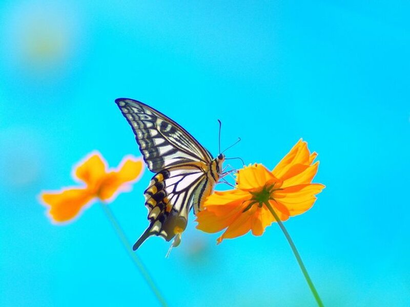 Butterfly on Orange Flower — Blue