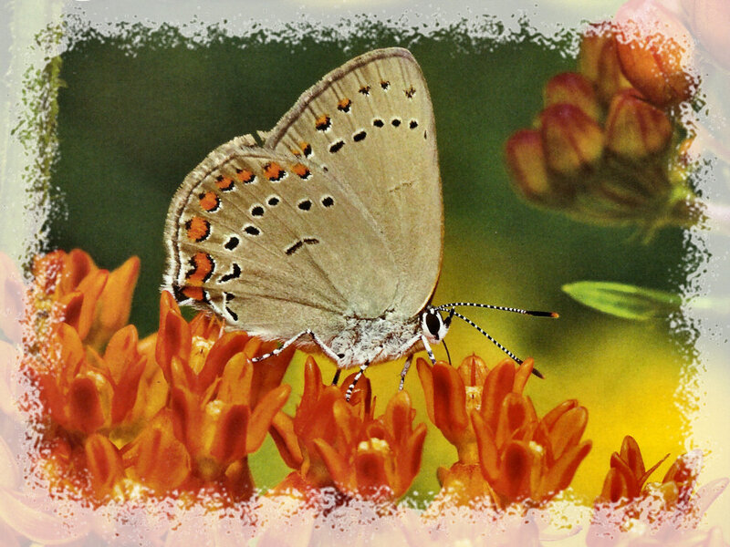 Butterfly on Orange Flower — Calm, Afternoon, Photograph, Green Background