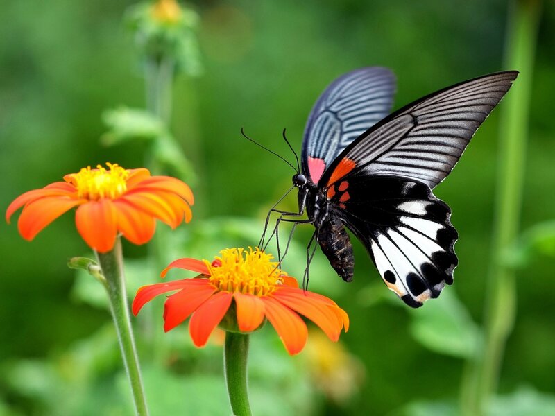 Butterfly on Orange Flower — Calm, Afternoon, Photograph, Greenery, Insect