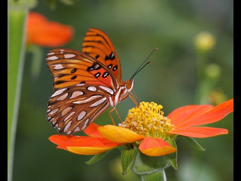 Butterfly on Orange Flower — Calm, Afternoon, Photograph, Insect, Greenery