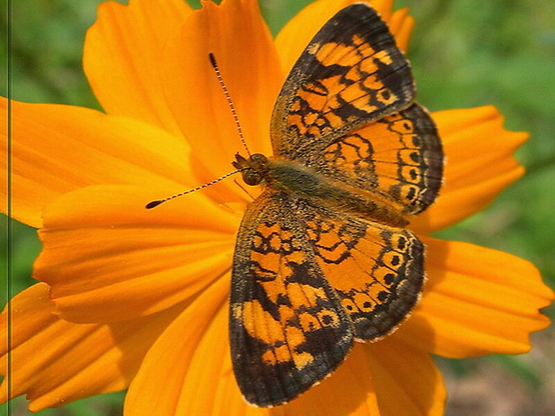 Butterfly on Orange Flower — Calm, Afternoon, Photograph, Insect