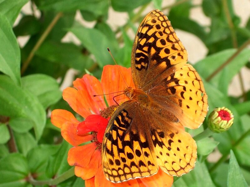 Butterfly on Orange Flower — Calm, Afternoon, Photograph, Leaves