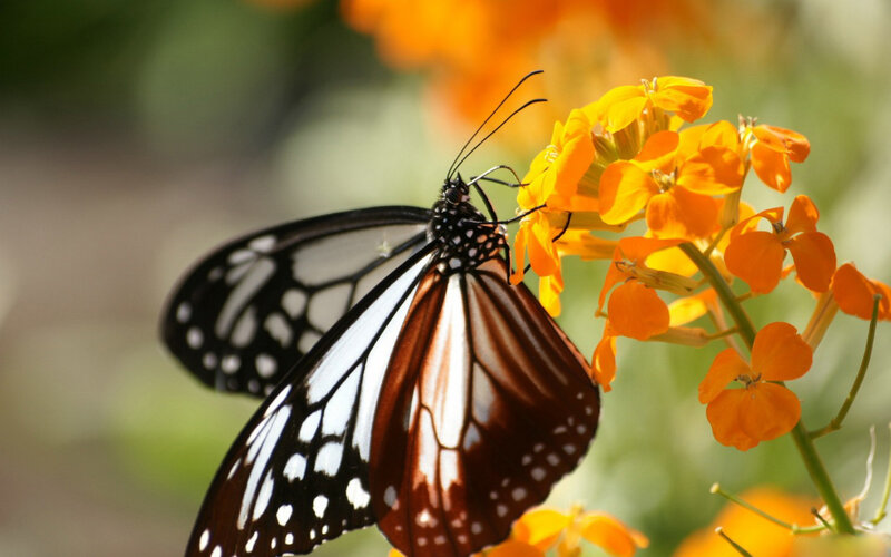 Butterfly on Orange Flower — Calm, Afternoon, Photograph, Plant
