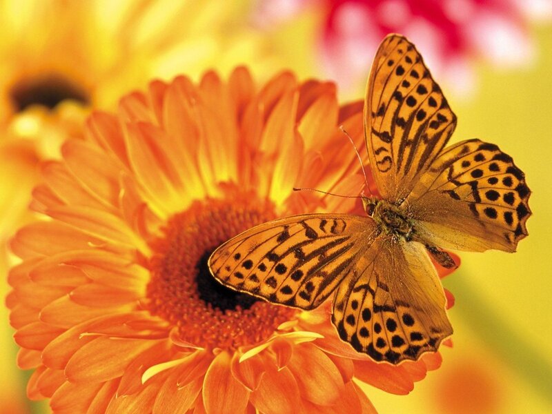 Butterfly on Orange Flower — Calm, Afternoon