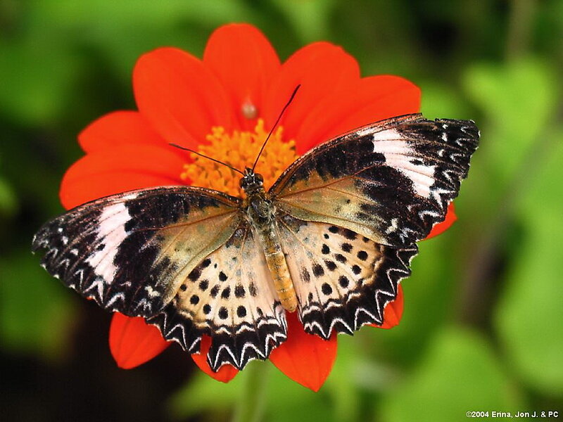 Butterfly on Orange Flower — Calm, Daytime