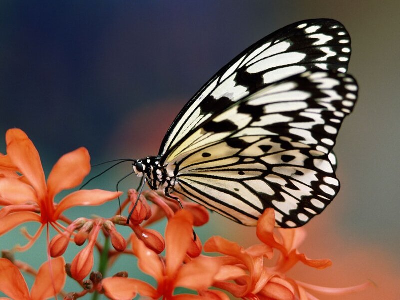 Butterfly on Orange Flower — Calm, Photograph