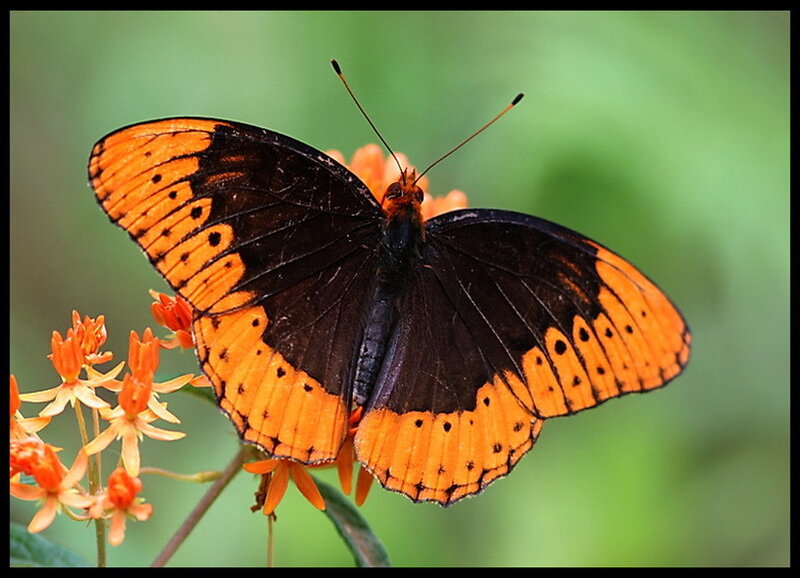 Butterfly on Orange Flower — Calm