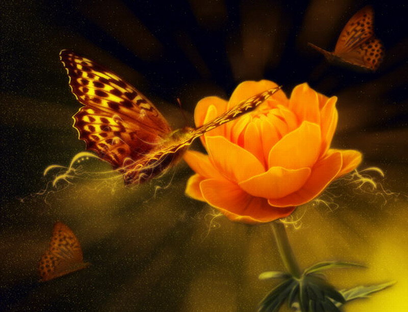Butterfly on Orange Flower — Dramatic, Digital Art