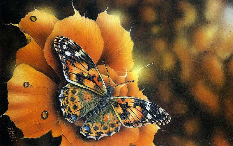 Butterfly on Orange Flower — Dramatic, Illustration