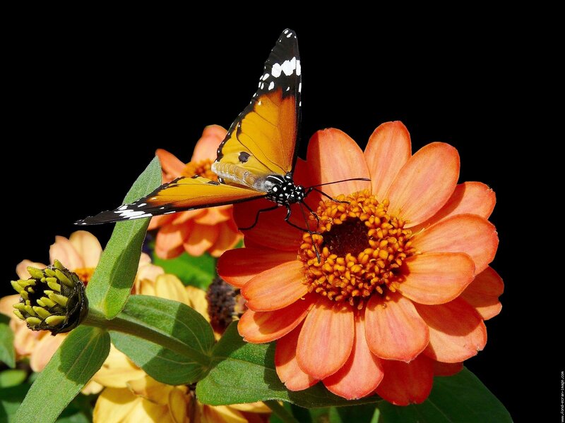 Butterfly on Orange Flower — Dramatic