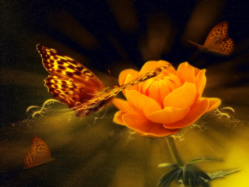 Butterfly on Orange Flower — Dreamy, Night