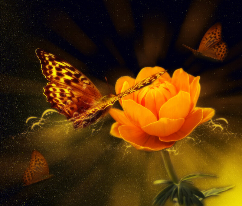 Butterfly on Orange Flower — Dreamy