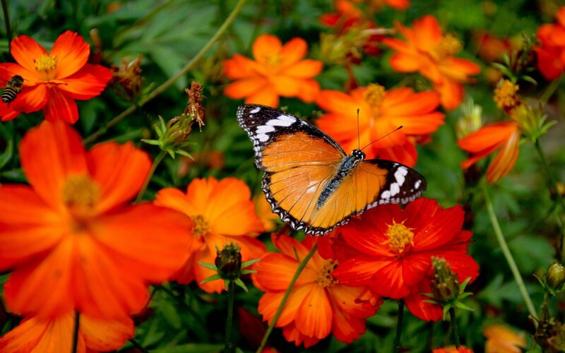 Butterfly on Orange Flower — Natural, Afternoon, Photograph, Bee