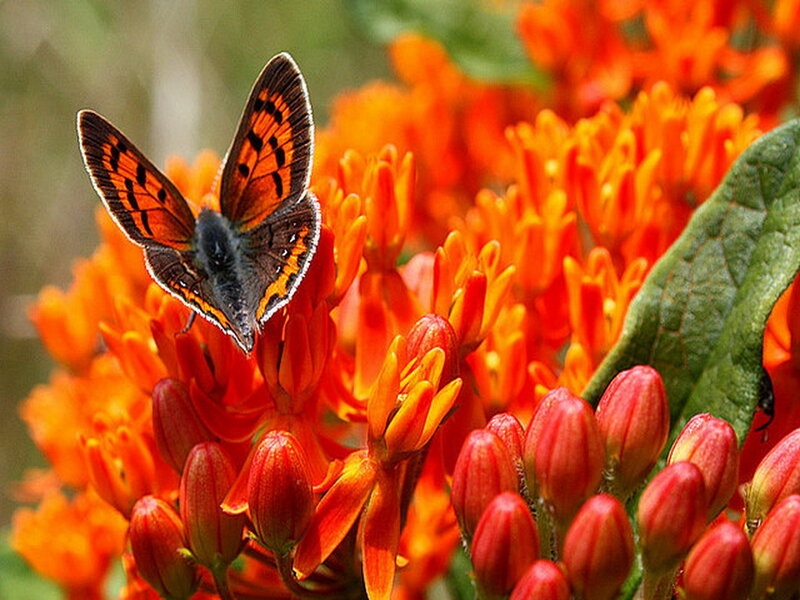 Butterfly on Orange Flower — Natural, Afternoon, Photograph, Leaf, Bud