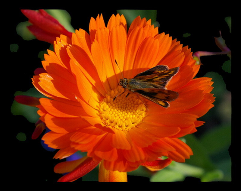 Butterfly on Orange Flower — Natural, Afternoon, Photograph