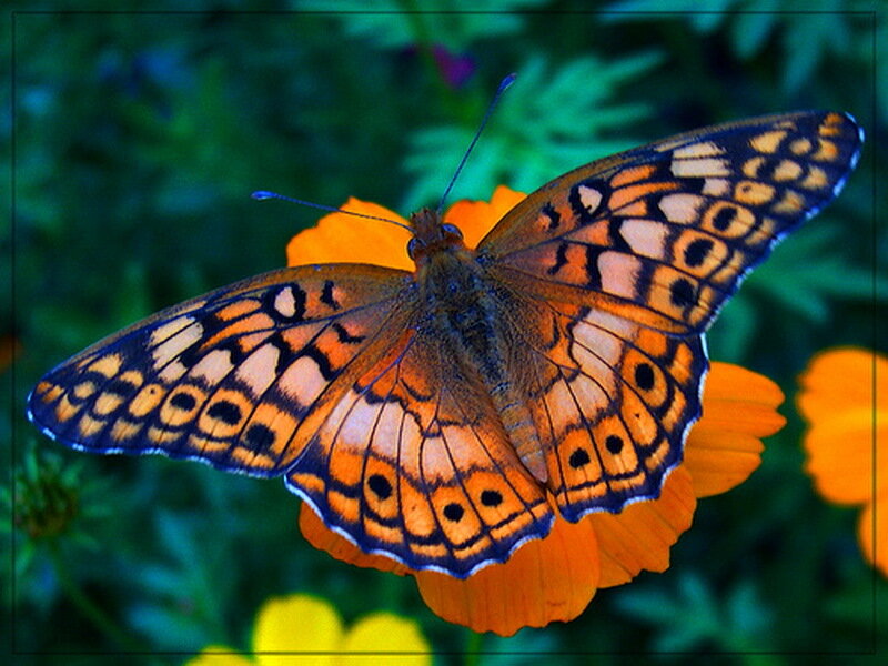 Butterfly on Orange Flower — Natural