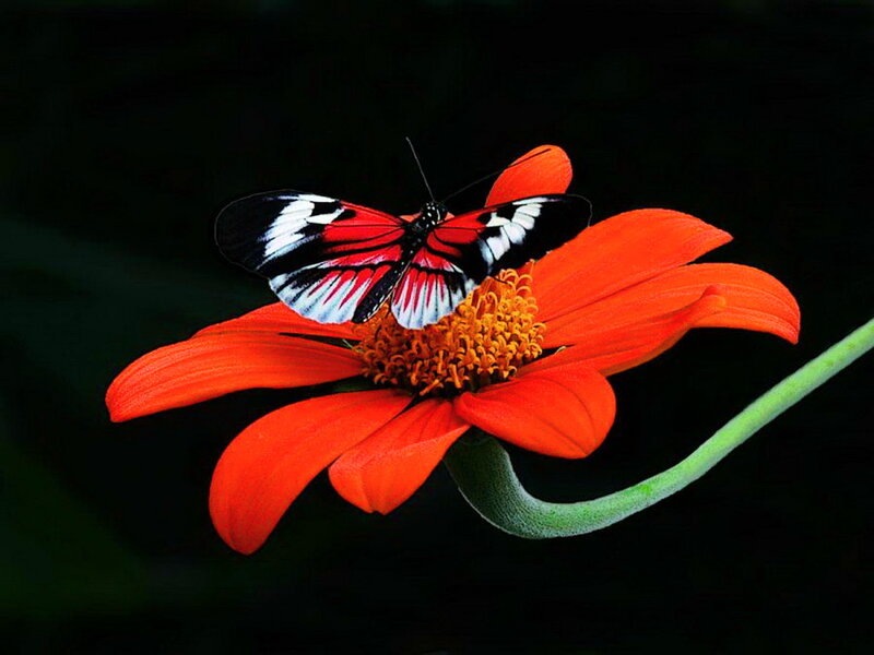 Butterfly on Orange Flower — Red