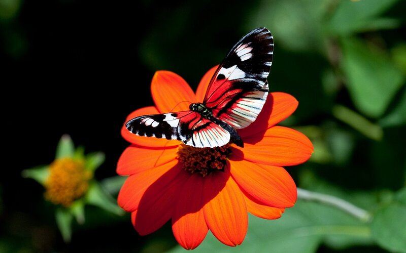 Butterfly on Orange Flower — Serene, Afternoon, Photograph, Green Leaves