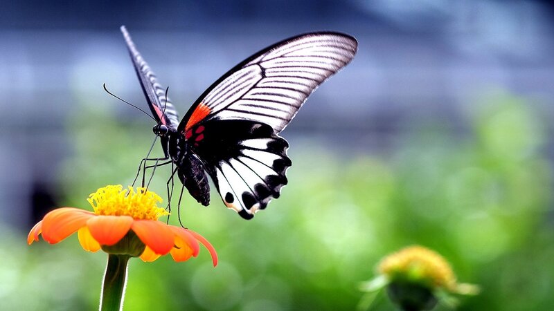 Butterfly on Orange Flower — Serene, Afternoon, Photograph, Greenery, Insect