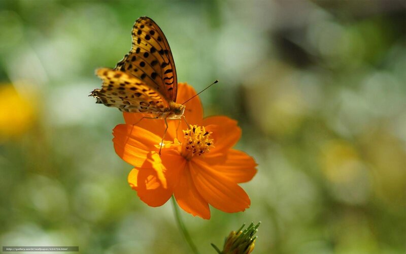 Butterfly on Orange Flower — Serene, Afternoon, Photograph, Greenery