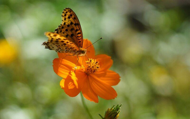 Butterfly on Orange Flower — Serene, Afternoon, Photograph, Insect, Greenery
