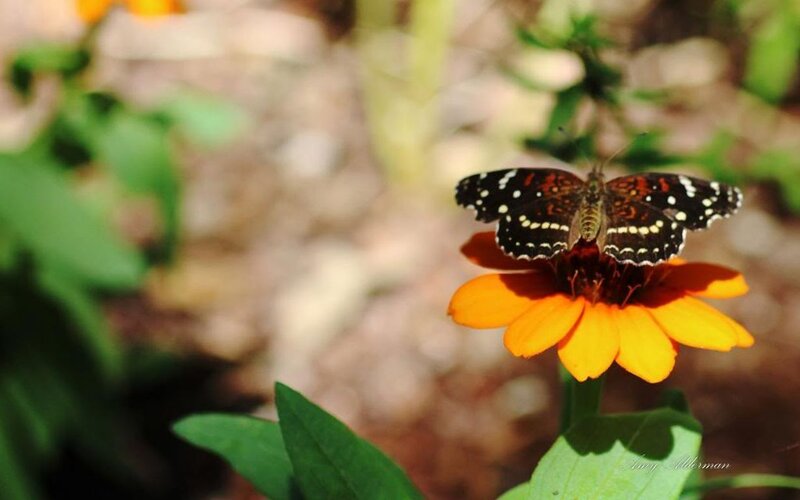 Butterfly on Orange Flower — Serene, Afternoon, Photograph, Leaves