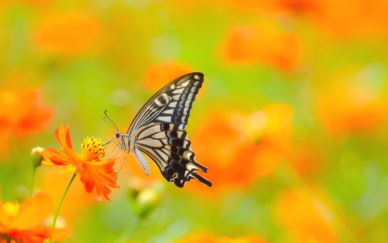 Butterfly on Orange Flower — Serene, Afternoon, Photograph, Pollen