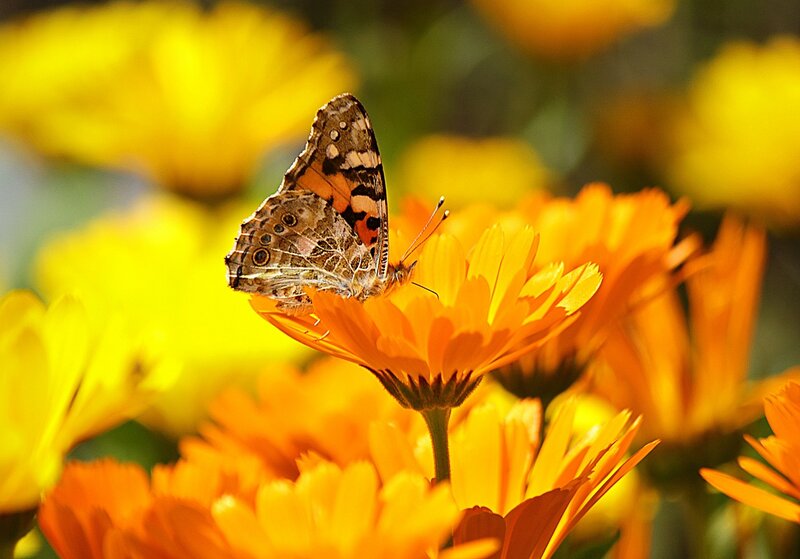 Butterfly on Orange Flower — Serene, Afternoon, Photograph, Sunlight