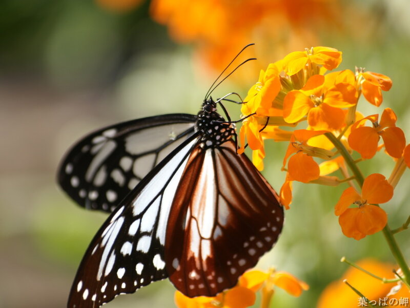Butterfly on Orange Flower — Serene, Afternoon