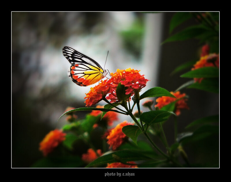 Butterfly on Orange Flower — Serene, Photograph