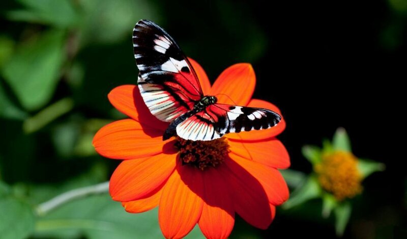 Butterfly on Orange Flower — Serene