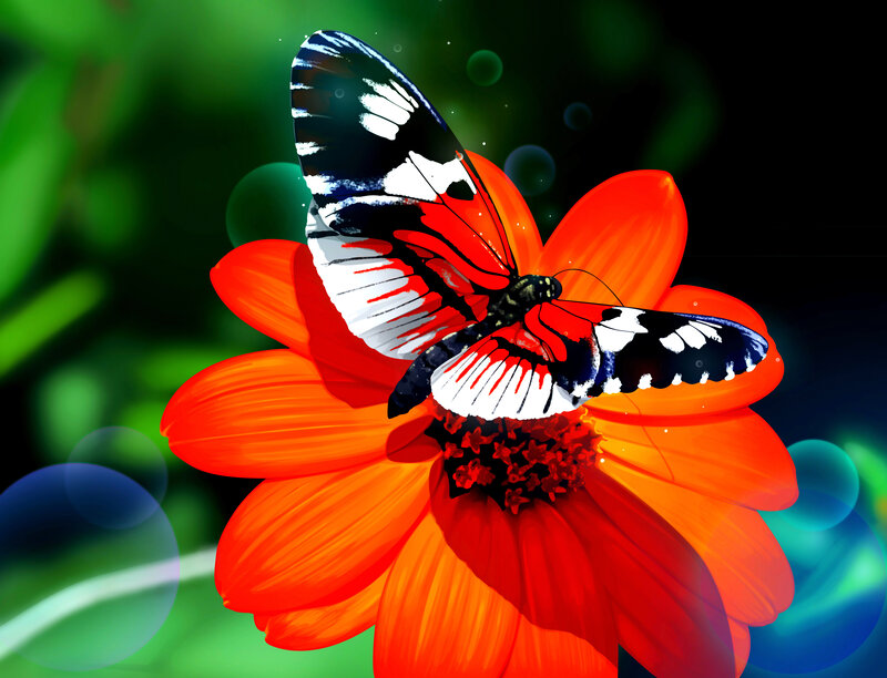 Butterfly on Orange Flower — Vibrant