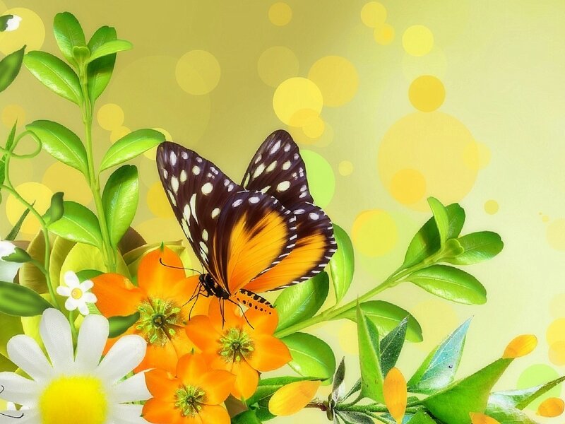 Butterfly on Orange Flower — Yellow