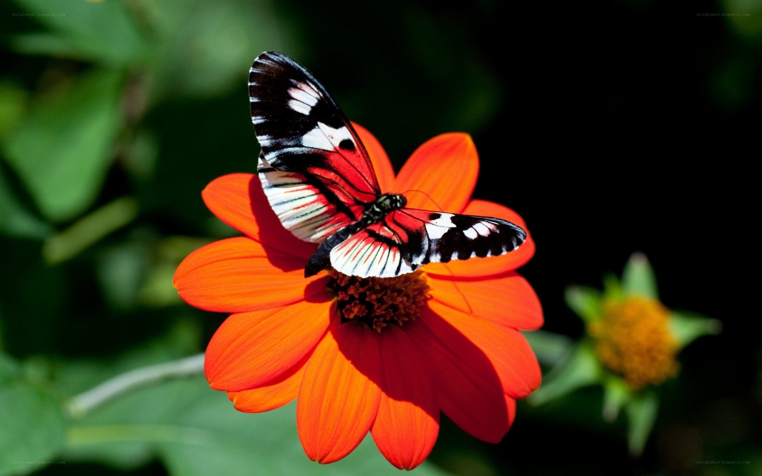butterfly on orange flower