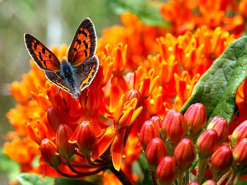Butterfly on orange flowers