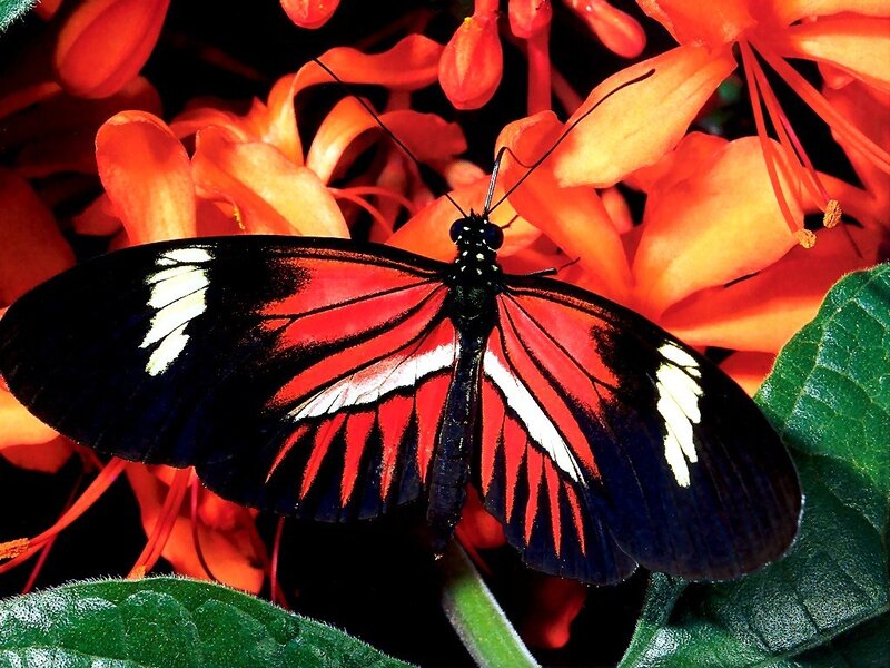 Butterfly on orange flowers
