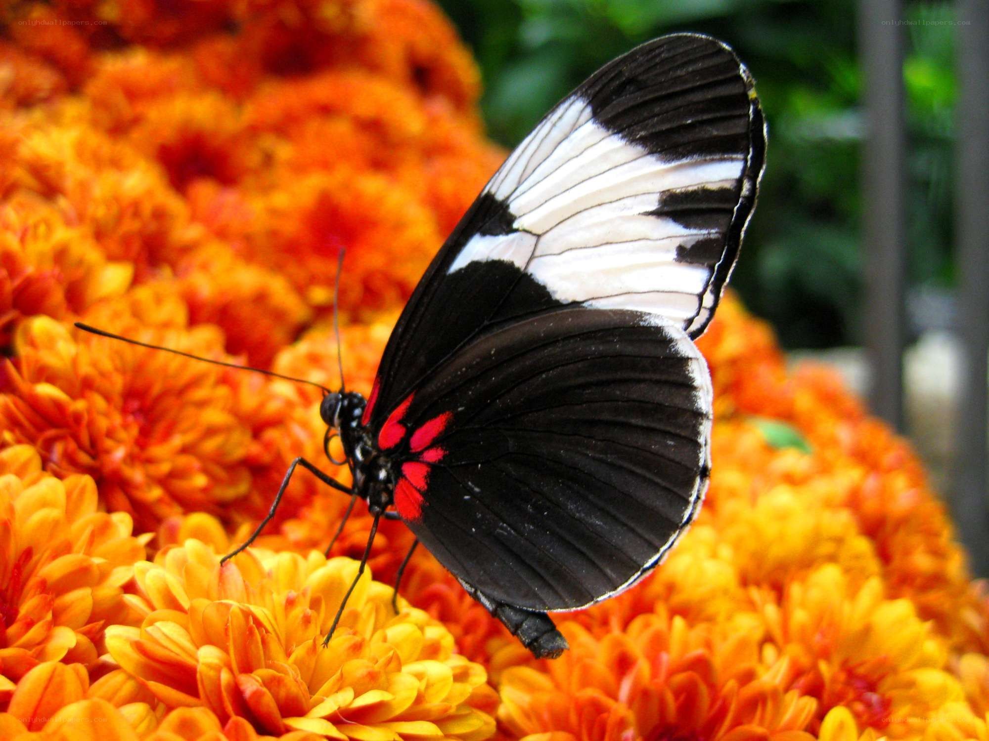 Butterfly on orange flowers