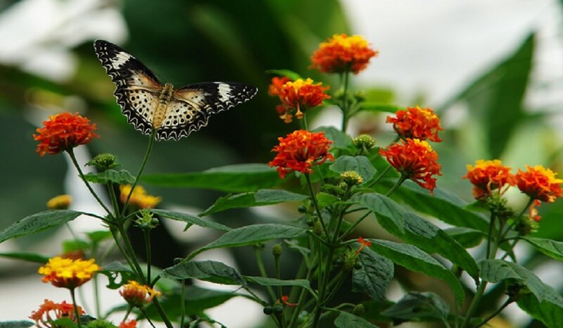 Butterfly on orange flowers