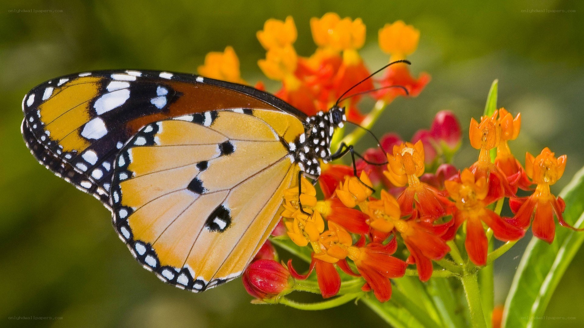 Butterfly on orange flowers